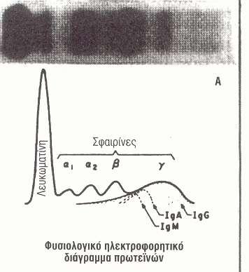 Φυσιολογικό