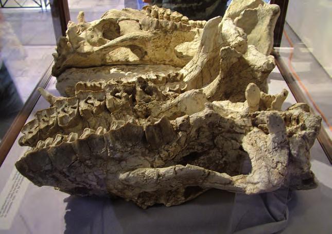 που ονομάστηκε Acerorhinus neleus καθώς βρέθηκε στην περιοχή της κοιλάδας του ποταμού Νηλέα.