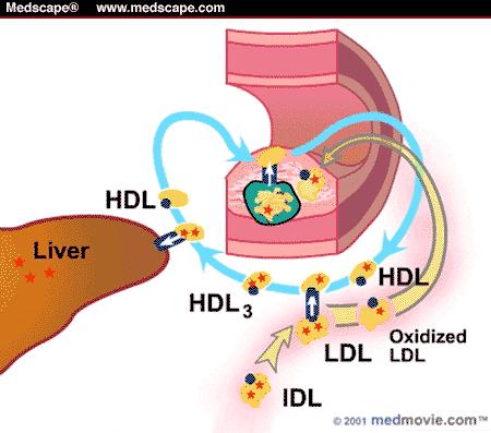 Διαταραχές των λιπιδίων που ευθύνονται για αθηρωμάτωση Αύξηση non-hdl-c = LDL-C+VLDL+IDL+ Lp(α) /apo-b