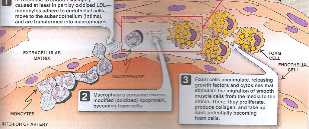lipidov v