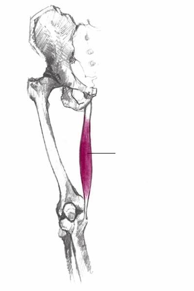 στην κνήμη, κάνοντας κάμψη της άρθρωσης του γόνατος (βλ. σελ. 69). 2. Οι βουβωνικοί μύες Οι βουβωνικοί μύες είναι οι προσαγωγοί μύες και φέρουν το κάτω άκρο προς τη μέση γραμμή του σώματος.