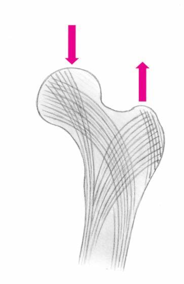 4Γενική ανατομία των οστών, αρθρώσεων και μυών Σχήμα 1.4 Φόρτιση (φορτίο) Μυϊκή δύναμη φόρτιση μπορεί να ερεθίσει τη μεμβράνη και να οδηγήσει σε περιοστίτιδα (φλεγμονή του περιοστέου) (βλ. σελ. 77).