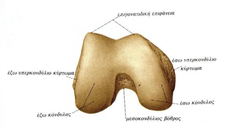 Εικόνα 5.6 Μέρη Επιφάνειας Μηριαίου Κονδύλου Εικόνα 5.7 Μηριαίο Οστό 5.4 Κνημιαίο Οστό Η κνήμη είναι το μεγαλύτερο οστό του κάτω άκρου που βρίσκεται κάτω από το γόνατο.