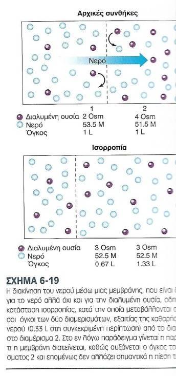 υψηλή, όπου και αυξάνουν τον όγκο του νερού ώστε η πυκνότητα να γίνει ίδια εκατέρωθεν της μεμβράνης. Δημιουργείται διαφορά πίεσης, η ωσμωτική πίεση.