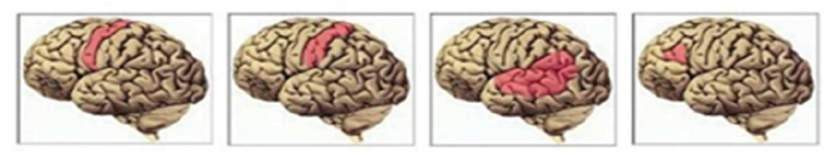 Slika 2a. Slika 2b. Slika 2c. Slika 2d. Slika 2. Centri moždane kore odgovorni za određene funkcije 2a. Centar za motoriku; 2b. Centar za osjet; 2c. Centar za razumijevanje govora; 2d.