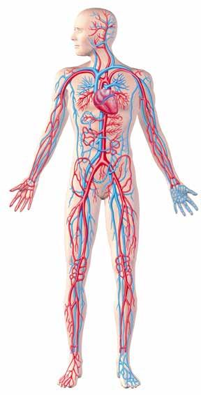 3 Μελετώντας το Κυκλοφορικό μας Σύστημα... 3.2.1.1. Σε ποιο οργανικό σύστημα του ανθρώπινου οργανισμού ανήκει η καρδία; 3.2.1.2. Πού εντοπίζεται η καρδία στον ανθρώπινο οργανισμό; 3.2.1.3. Να