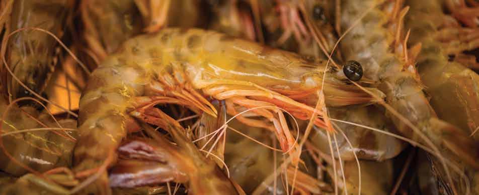 There is also a great variety of excellent fresh fish products as shrimp, sardine, red mullet, bass fish and eel from Amvrakikos.