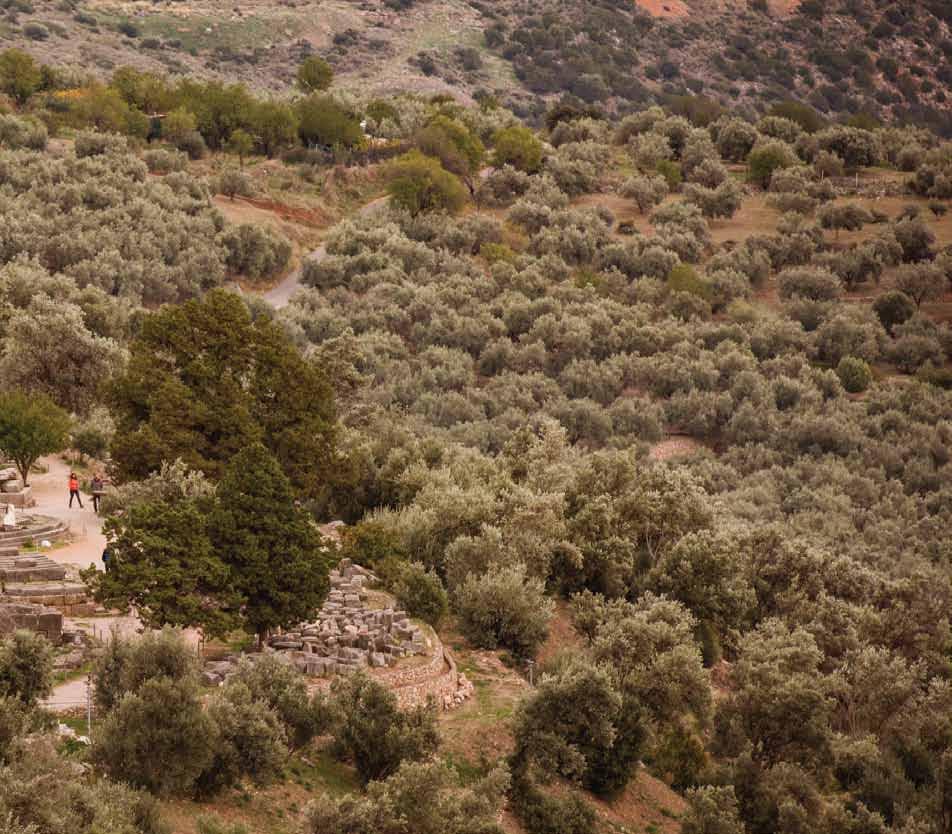 Η Φωκίδα των Δελφών, της ελιάς και του οίνου στρώνει.