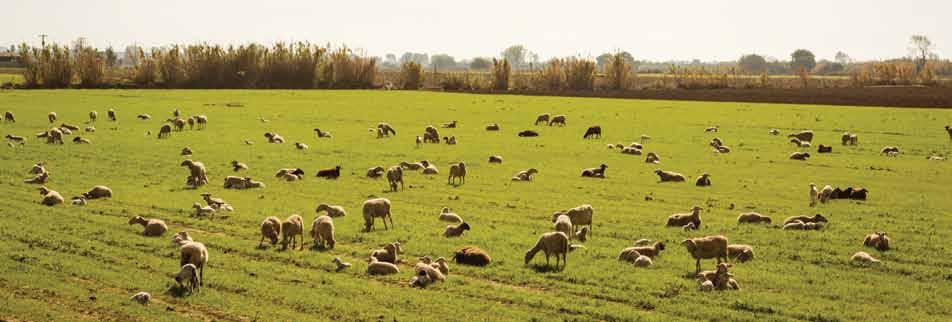 79 Olive trees, vines, meadows and pastures, grains, fresh vegetables, melons, potatoes, citrus trees, legumes and eggs can be found on the map of organic farming.