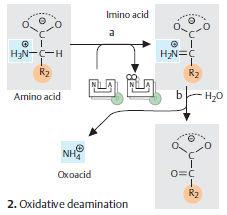 Slika 82. Proces deaminacije. Aminokislinam je na voljo veliko kataboličnih poti. Med razgradnjo večine aminokislin, je α- amino skupina na začetku odstranjena s transaminacijo ali z deaminacijo.