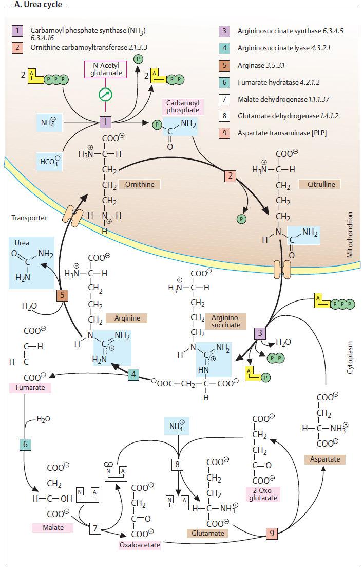 uree. 103