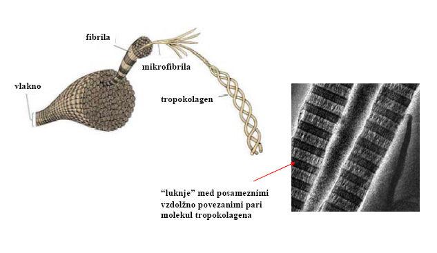 Struktura kolagena: prolin v kolagenu ne dopušča kotov za nastanek α-vijačnico, zato nastane prolinska vijačnica. Tri prolinske vijačnice se povežejo v eno trojno vijačnico.