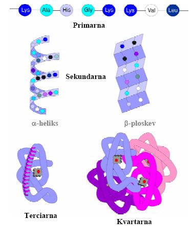 Slika 18. Prikaz štirih ravni proteinske strukture. Rdeča nit v raziskavah proteinov je povezava med strukturo proteina in njegovo biološko vlogo.
