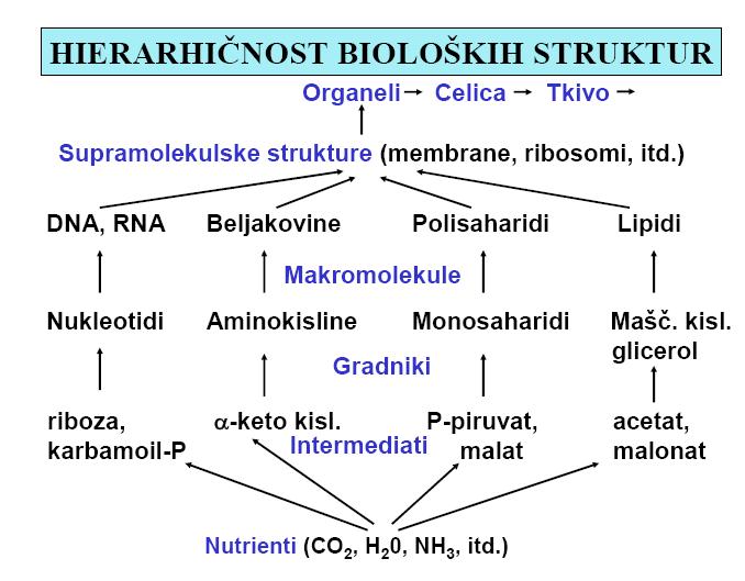 ki je sestavljen iz porfirinskega obroča z vključenim ionom železa.