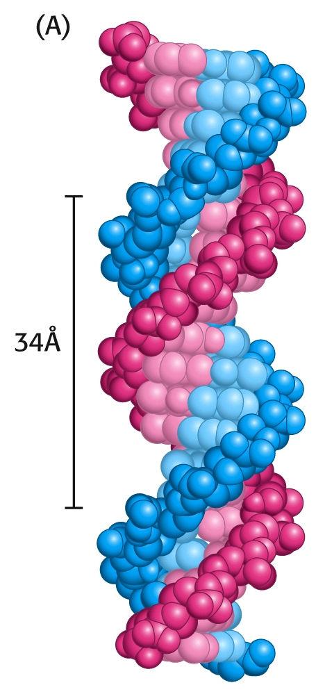 Kemijska zgradba molekule DNA se zdi relativno preprosta, če pomislimo na količino v njej shranjenih informacij in njeno osrednjo vlogo v celici.
