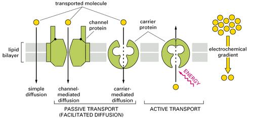 Na splošno je prehajanje molekul in ionov skozi celično membrano odvisno od njihove velikosti, kemijskih lastnosti in tudi od značilnosti membrane.