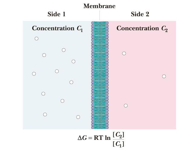 Pasivni transport Pri pasivnem transportu se molekule topljenca gibljejo s področja z večjo koncentracijo preko membrane na področje z manjšo koncentracijo.