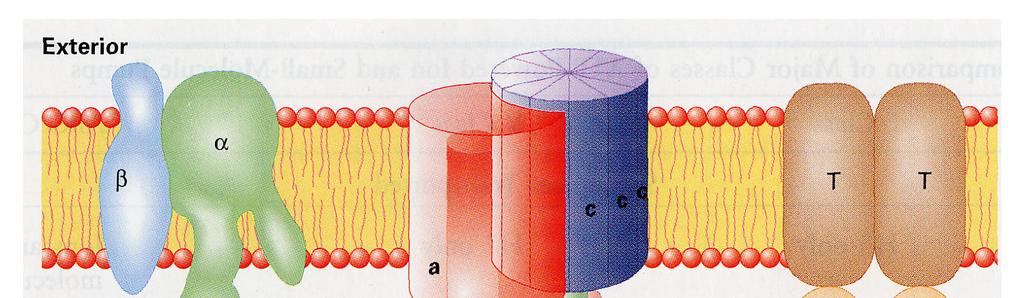 Evkariontske celice vzdržujejo v svoji notranjosti koncentraciji natrija in kalija, ki sta drugačni od tistih v zunajcelični tekočini.