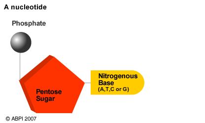 Slika 49. Shematski prikaz nukleotida. Dušikove baze so organske spojine sestavljene iz ogljika, vodika, kisika in dušika.