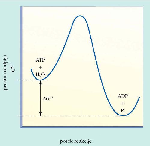 Slika 56. Pri razpadu molekule ATP se sprosti velik del energije. Stopnje metabolizma Prva stopnja katabolizma je razgradnja makromolekul v osnovne gradnike.