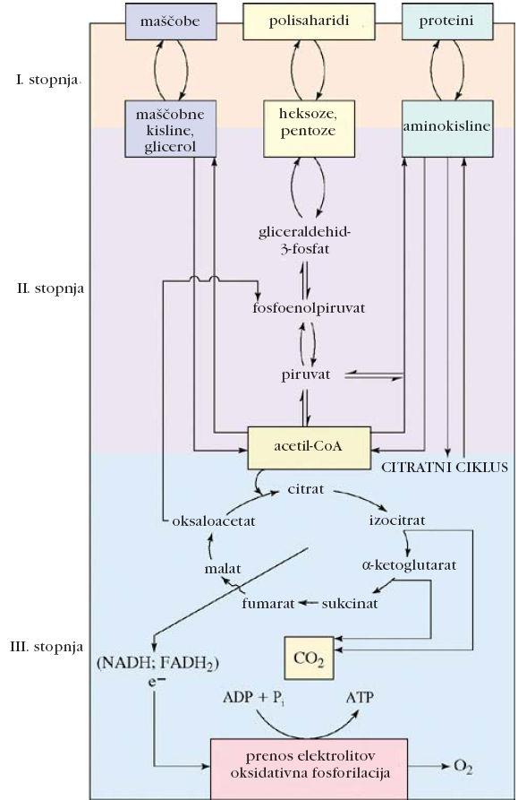 Slika 57. Tri stopnje metabolizma. Anabolizem lahko prav tako razdelimo v tri stopnje (Slika 57). Anabolične poti so za razliko od konvergentnih kataboličnih poti divergentne.