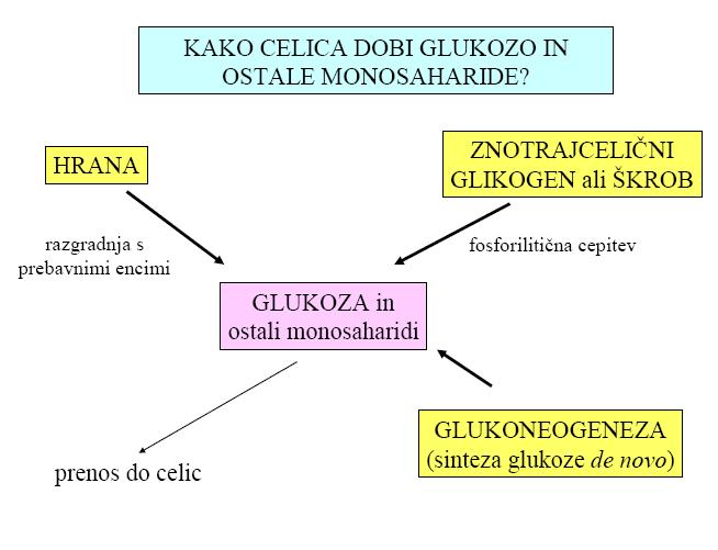 Slika 61. Preskrba z glukozo. Kako celica pride do prostih enot glukoze? V katere metabolne poti lahko vstopi glukoza v celici? Opredelite pri vsaki poti ali gre za katabolno oz. anabolno pot.