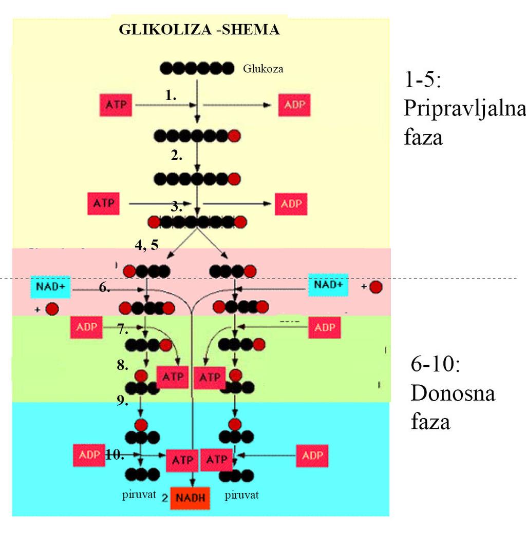 Glikolitična pot je sestavljena iz desetih encimsko kataliziranih reakcij. Prvo polovico reakcij pojmujemo kot pripravljalno stopnjo; namen teh reakcij je aktivacija vstopajoče glukoze.
