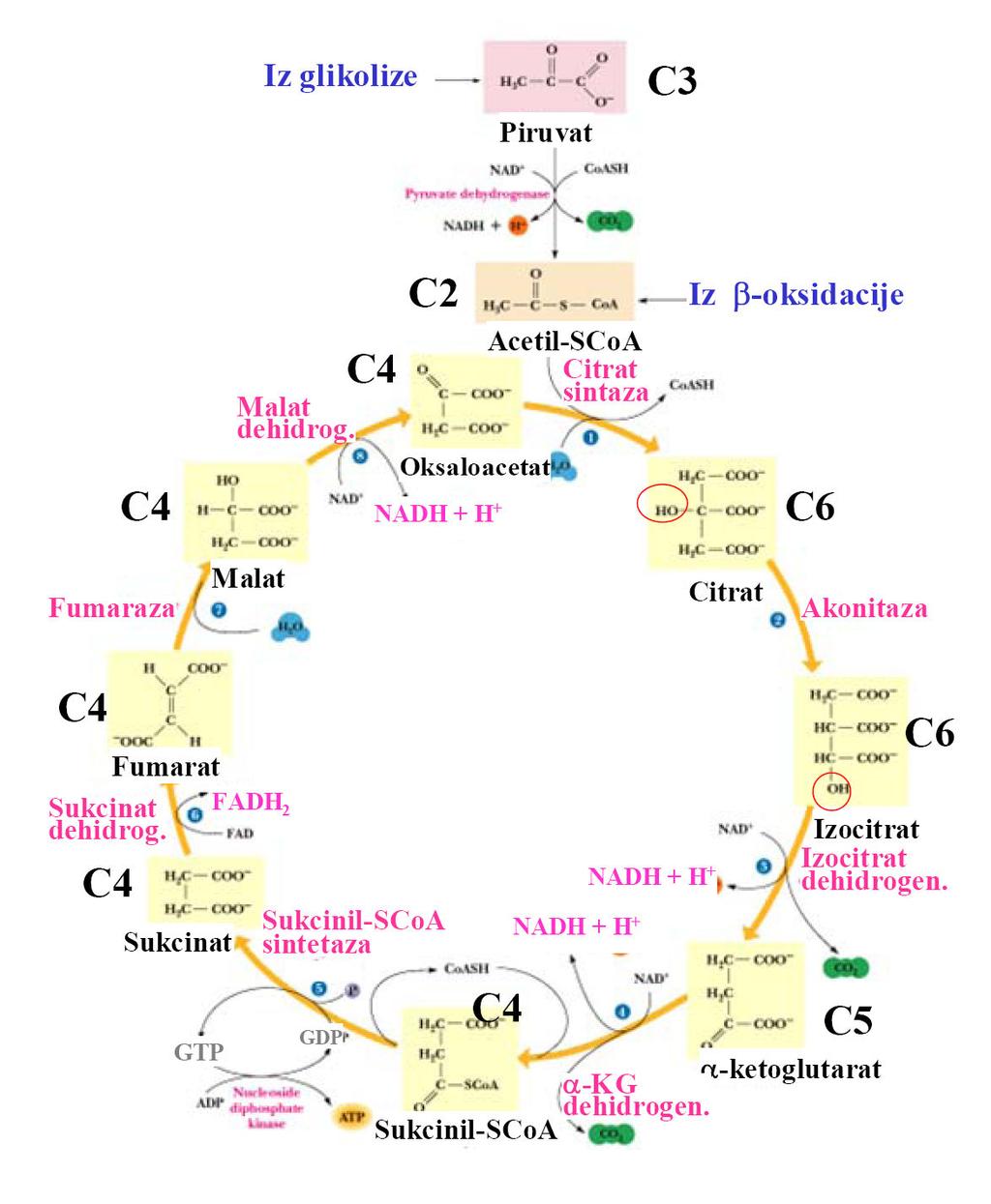 Do sedaj smo obravnavali kot vir acetil-coa za citratni ciklus le oksidacijo piruvata.