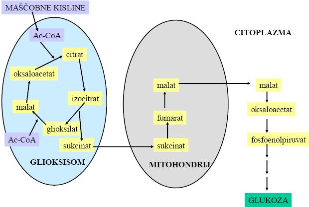 Slika 70. Glioksilatni ciklus. Fosfoglukonatna pot Večina glukoze v živalih se oksidira po glikolitični poti.