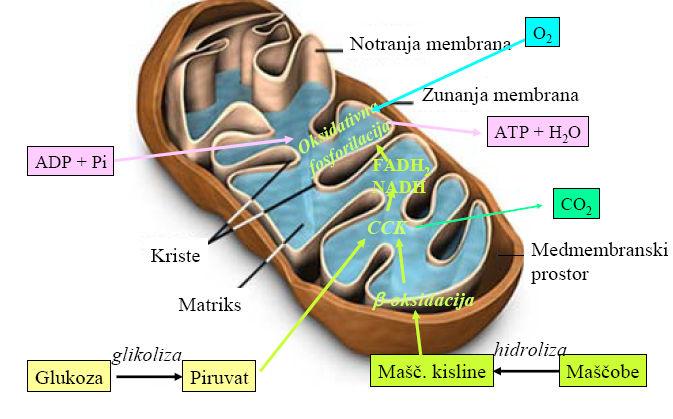 Slika 72. Prikaz mitohondrija in različnih metabolnih poti. Oksidativna fosforilacija Oksidativna fosforilacija je kombinacija dveh različnih procesov.