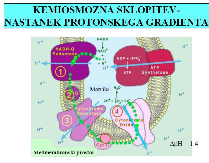 Slika 74. Sklopitev med prenosom elektronov in nastankom ATP molekule.