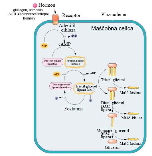 aktivirana maščobna kisline se mora v naslednji stopnji prenesti v matriks mitohondrija.