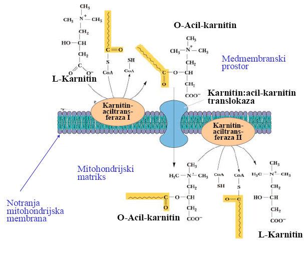 Slika 76. Prenos maščobnih kislin preko notranje mitohondrijske membrane.