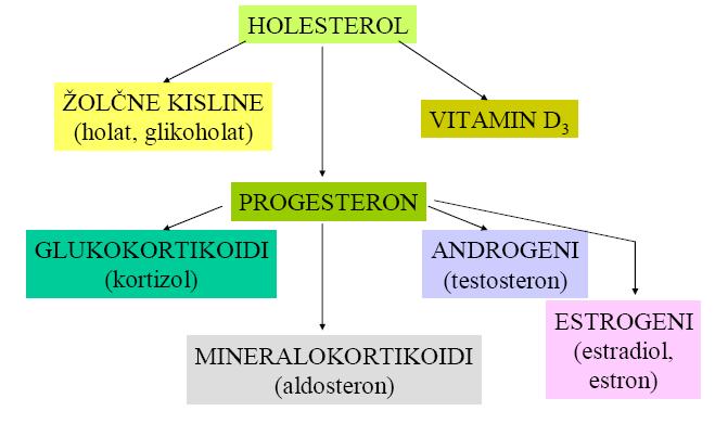 glikogena majhne ali ob stresu, hormona adrenalin in glukagon stimulirata hormonsko odvisno lipazo, ta pa sprosti proste maščobne kisline iz maščobnih zalog.