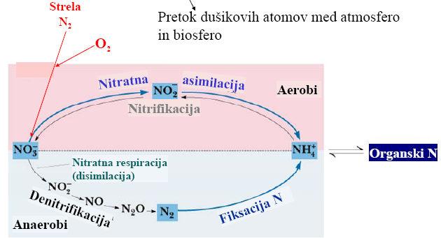 oksidativne fosforilacije porabi za nastanek ATP. V tem poglavju pa se bomo posvetili molekulam, ki poleg omenjenih treh elementov vsebujejo še dušik.