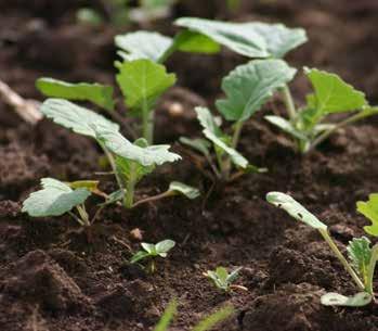 Repka vacieho rastu (2/3 dávka). Hnojenie sa realizuje približne 3 4 týždne po hnojení dávkou 1b. Bežná dávka dusíka je 50 až 80 kg/ha. Dôležitým faktorom je takisto stav porastu.