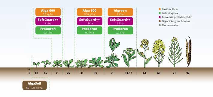 Po aplikácii prípravku SoftGuard++ sa aktivuje imunitný systém rastlín, čo bráni šíreniu patogéna v rastline. Rastliny sú po jeho aplikácii odolnejšie, čo sa prejaví ich nižším napadnutím (graf).