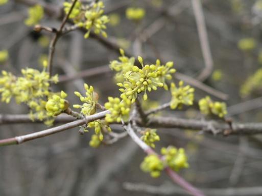 3,6+0,4 - Cornus mas L. 2,7+0,3 10,7+1,5* Corylus avellana L. 1,4+0,3 9,0+0,8* Fagus sylvatica L. 4,5+0,5 9,4+2,0 Juniperus communis L.