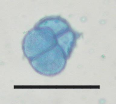 ekogenotoxicity 60 50 40 30 20 10 Záhorská nížina Žiar n.