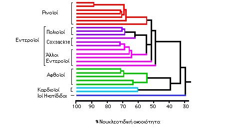 (Αphthovirus) και των Τεσκοϊών (Teschovirus), τα οποία δεν παρουσιάζουν ανθρώπινη παθογένεια.