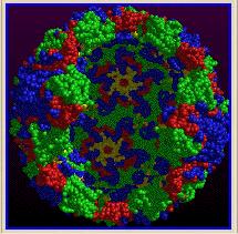 enterovirus εντεροϊός των βοοειδών), EV1, SVDV-(Jimenez-Clavero