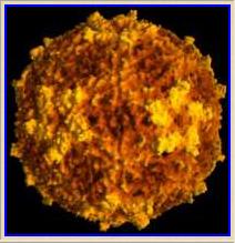, 2005) και FMDV (Foot-and-mouth disease virus) (Acharya et al.
