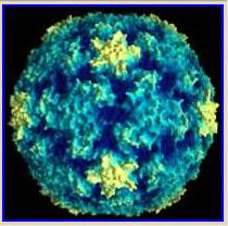 Α) Ρινοϊός 16, Β) Mengovirus, Γ) Ιός FMDV (γένος Αφθοϊών), Δ)