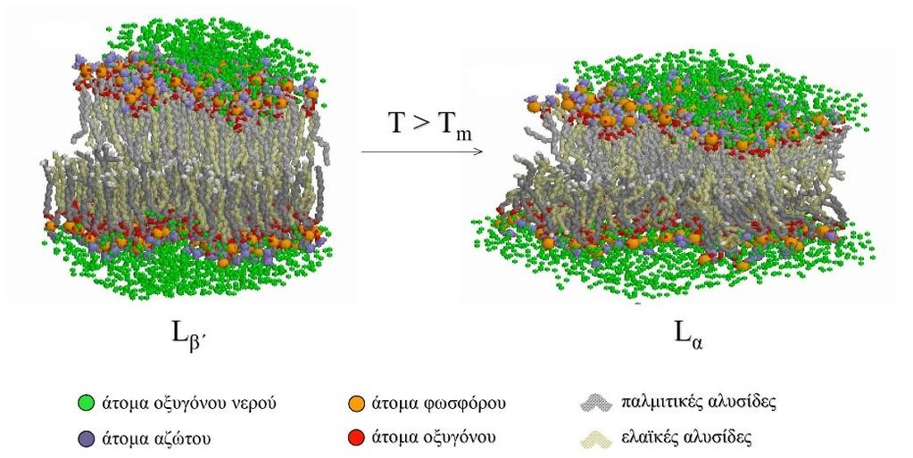 3.2.1 Η κύρια μετάβαση φάσης των λιπιδίων Η πιο σημαντική από βιολογικής απόψεως μετάβαση φάσης αλλά και η πιο χαρακτηριστική για τα περισσότερα «στοιβαδικά» λιπίδια, είναι μετάπτωση από την