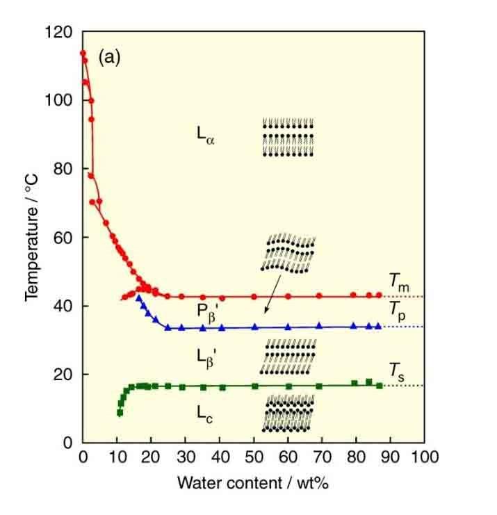 συσσωματώματά είναι κλειστά μικροσώματα (microsomes) με διάμετρο που κυμαίνεται από 20 nm σε έως 1000 nm (η διάμετρος εξαρτάται κυρίως από τη μοριακή δομή των φωσφολιπιδίων και τη μέθοδο παρασκευής