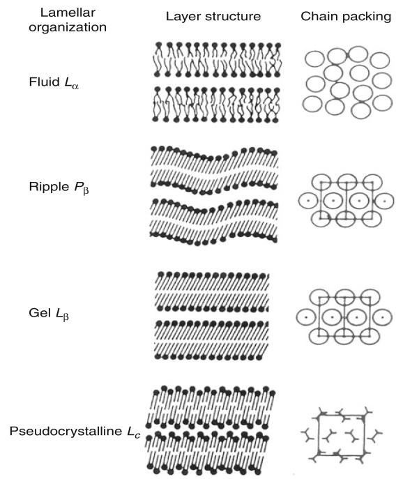 Σχήμα 3.6.2 Οργάνωση της διπλοστοιβάδας DPPC, στις διάφορες φάσεις.