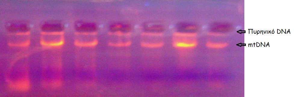 3.1 Αποµόνωση DNA Η αποµόνωση παρείχε υψηλής ποιότητας DNA, µε τιµές συγκέντρωσης κατά µέσο όρο 200ng/µl και τιµές Α 260 /Α 280 περίπου 2.