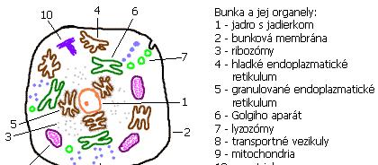 Základy anatómie Anatomické oviny, polohy a smey