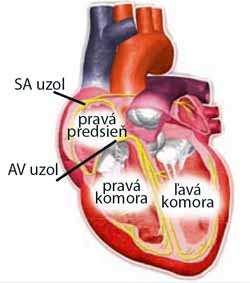 Základy anatómie Anatomické oviny, polohy a smey