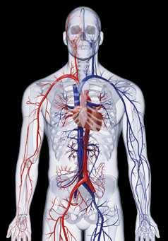 Základy anatómie Anatomické oviny, polohy a smey